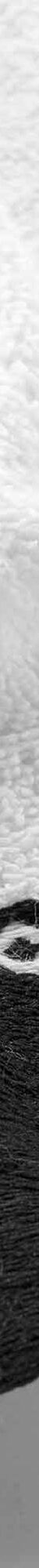 Éponge unie 450 g/m² liteau jacquard confort moelleux (blanc) Éponge unie 450 g/m² liteau jacquard confort moelleux (blanc)